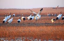 沿海灘涂珍禽國家級自然保護區高清組圖