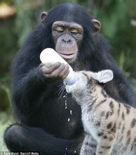 動物園裡的黑猩猩餵養美洲獅