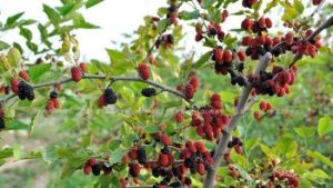 盛泰莊園 盛泰莊園