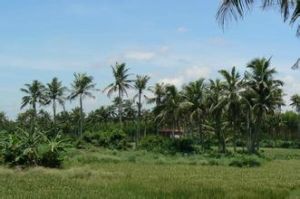 龍堝村委會 龍堝村委會