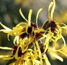 北美金縷梅提取物