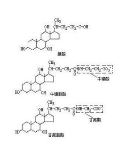 膽酸 膽酸