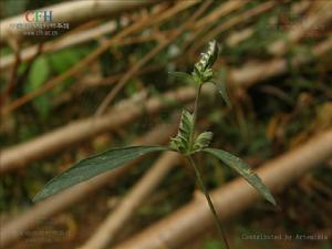 屏邊孩兒草 屏邊孩兒草