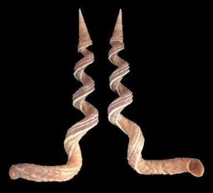 蚯蚓錐螺 蚯蚓錐螺