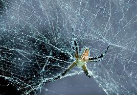 天羅地網[1955年顧而已執導電影]