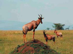 阿拉伯羚羊保護區