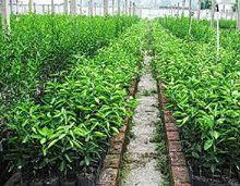 棗林村[山東濟南市商河縣賈莊鎮下轄村]