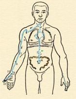 肺熱熾盛證 肺熱熾盛證
