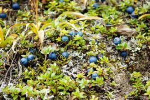 毛葉雀梅藤(變種〕 毛葉雀梅藤(變種〕
