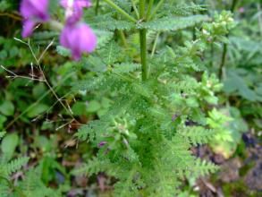 纖細馬先蒿纖細亞種 纖細馬先蒿纖細亞種