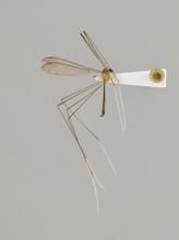 台北長大蚊 台北長大蚊