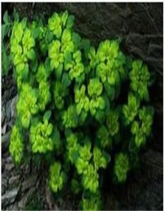 華金腰子 華金腰子