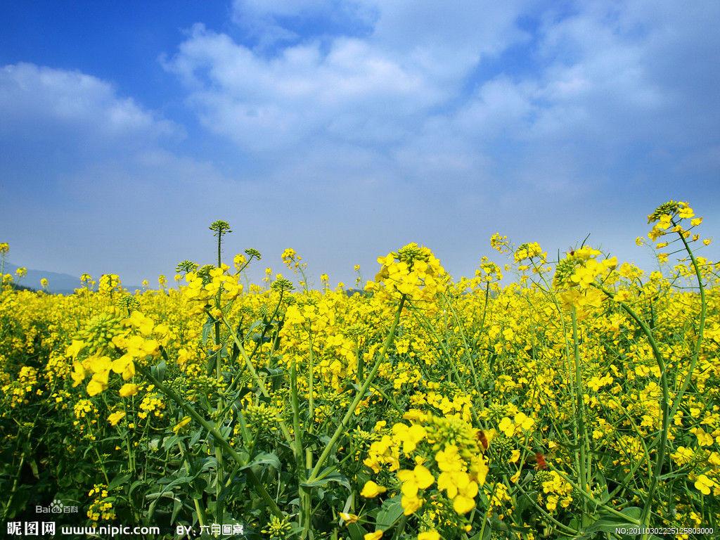 香山村油菜開花萬年豐