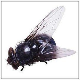 廄腐蠅 廄腐蠅