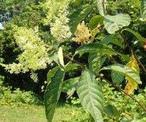 粗毛水錦樹(亞種) 粗毛水錦樹(亞種)