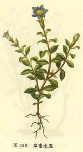 龍膽地丁 龍膽地丁