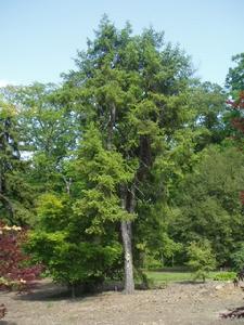 紅皮雲杉 紅皮雲杉