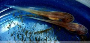 真裸玻璃魚 真裸玻璃魚