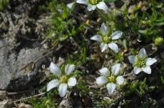長白米努草 長白米努草