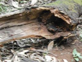 馬蜂菜根 馬蜂菜根