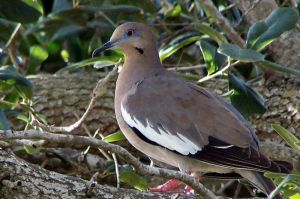 白翅哀鴿墨西哥亞種 白翅哀鴿墨西哥亞種