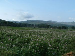 洪家坪子自然村