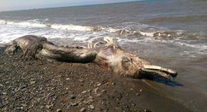 俄海岸驚現特種海豚屍體