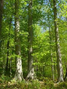 水青岡屬 水青岡屬