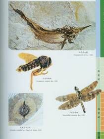 地層古生物學 地層古生物學