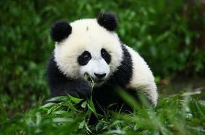 臥龍的大熊貓 臥龍的大熊貓