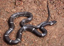 白環蛇屬 白環蛇屬