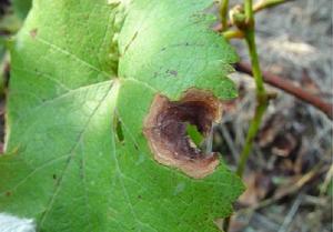 葡萄輪斑病 葡萄輪斑病