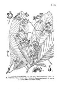 少脈水東哥(新種) 少脈水東哥(新種)