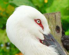 東方白鸛頭部特寫