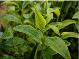 白葉單叢 白葉單叢