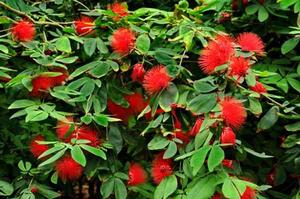 紅粉撲花 紅粉撲花