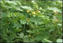 決明子提取物 決明子提取物