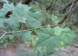 太白深灰槭 太白深灰槭