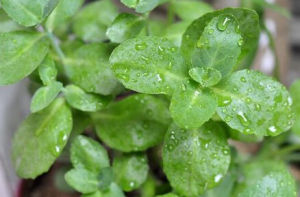 蝟刺棘豆 蝟刺棘豆