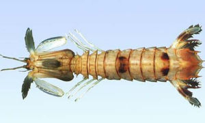 尖刺糙蝦蛄 尖刺糙蝦蛄