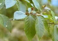 長葉粉背青岡 長葉粉背青岡