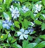 金邊小蔓長春花