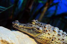 蜥形綱動物鱷魚