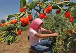 枸杞之鄉 枸杞之鄉