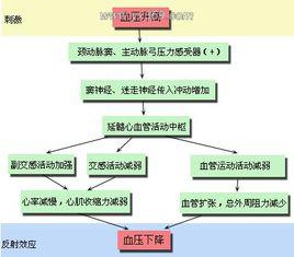 降壓反射 降壓反射