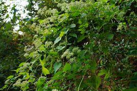 植物殺手 植物殺手