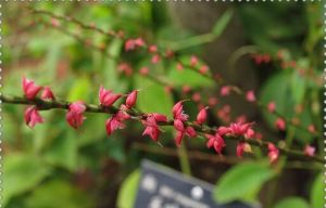 毛葉紅珠七 毛葉紅珠七