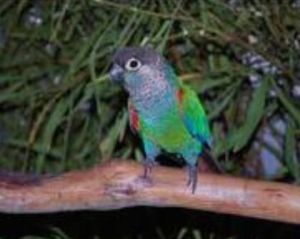 珍珠錐尾鸚鵡馬拉尼昂州亞種 珍珠錐尾鸚鵡馬拉尼昂州亞種