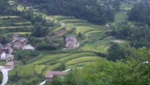 古台山國有林場 古台山國有林場