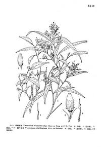 平萼烏飯 平萼烏飯